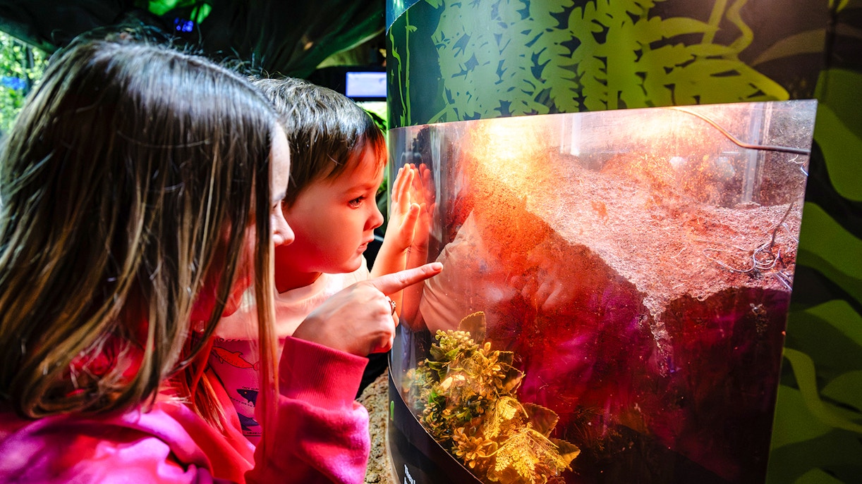 Children observing a terrarium at SEA Life Brighton.