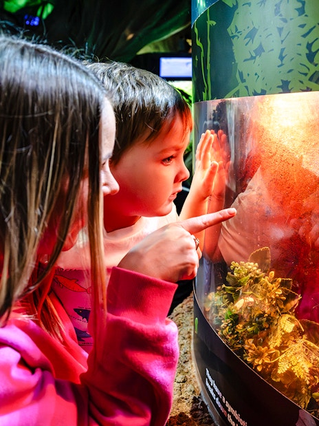 Children observing a terrarium at SEA Life Brighton.