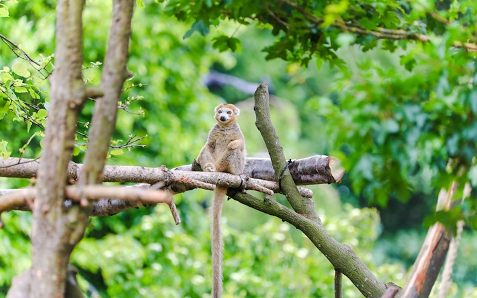 Crowned lemur sitting on a tree branch at Edinburgh Zoo.