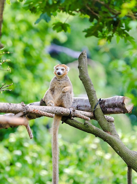 Crowned lemur sitting on a tree branch at Edinburgh Zoo.