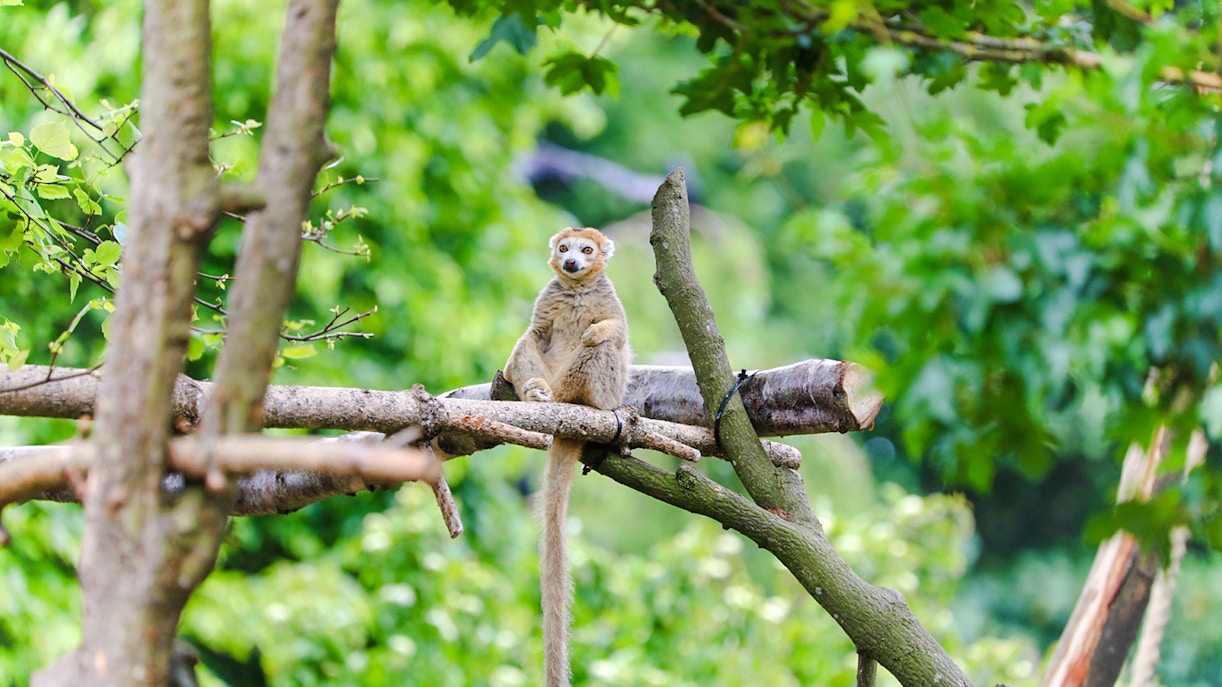 Crowned lemur sitting on a tree branch at Edinburgh Zoo.