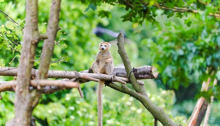 Crowned lemur sitting on a tree branch at Edinburgh Zoo.