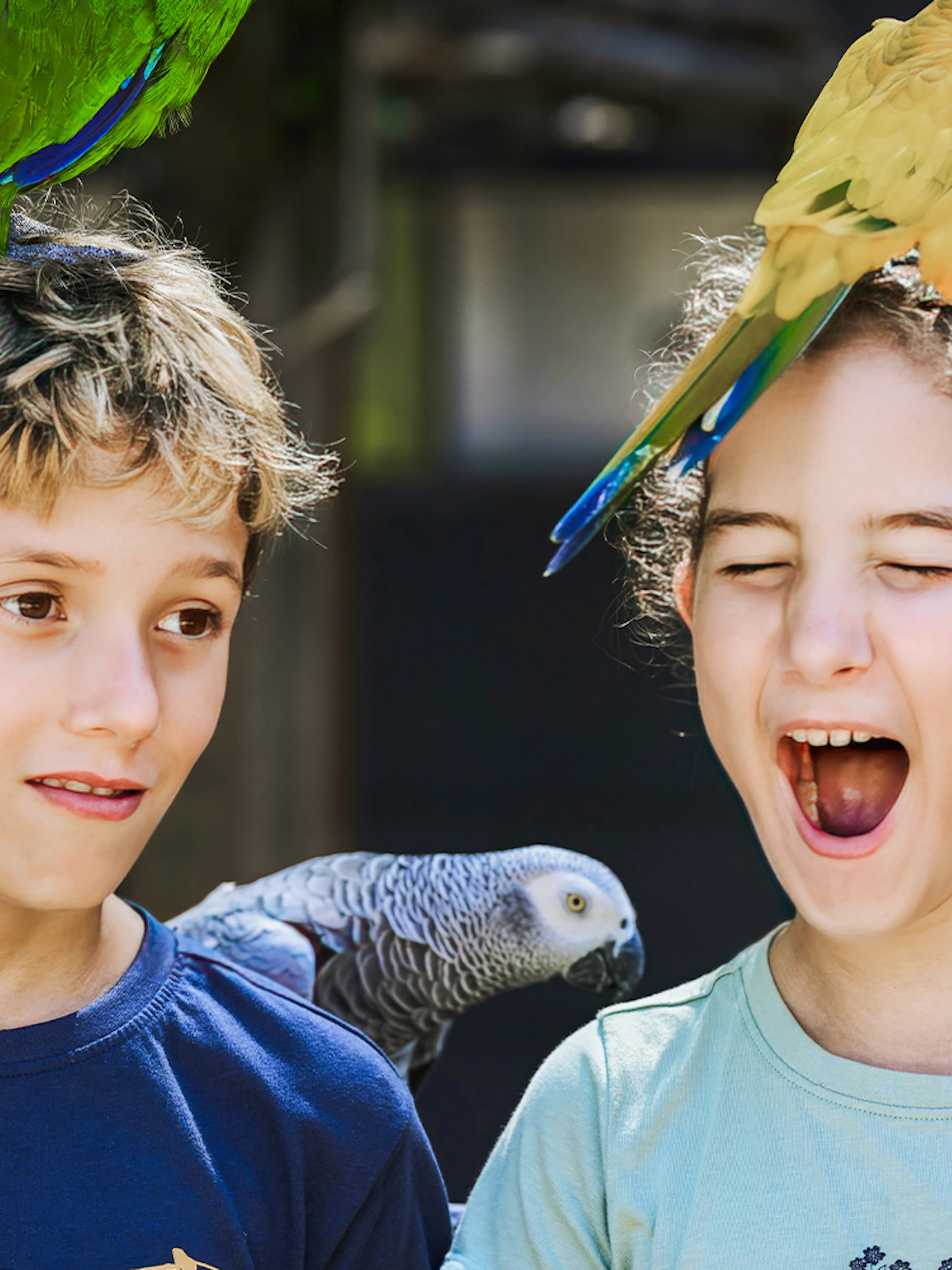 Children interacting with colorful parrots at Maleny Botanic Gardens and Bird World.