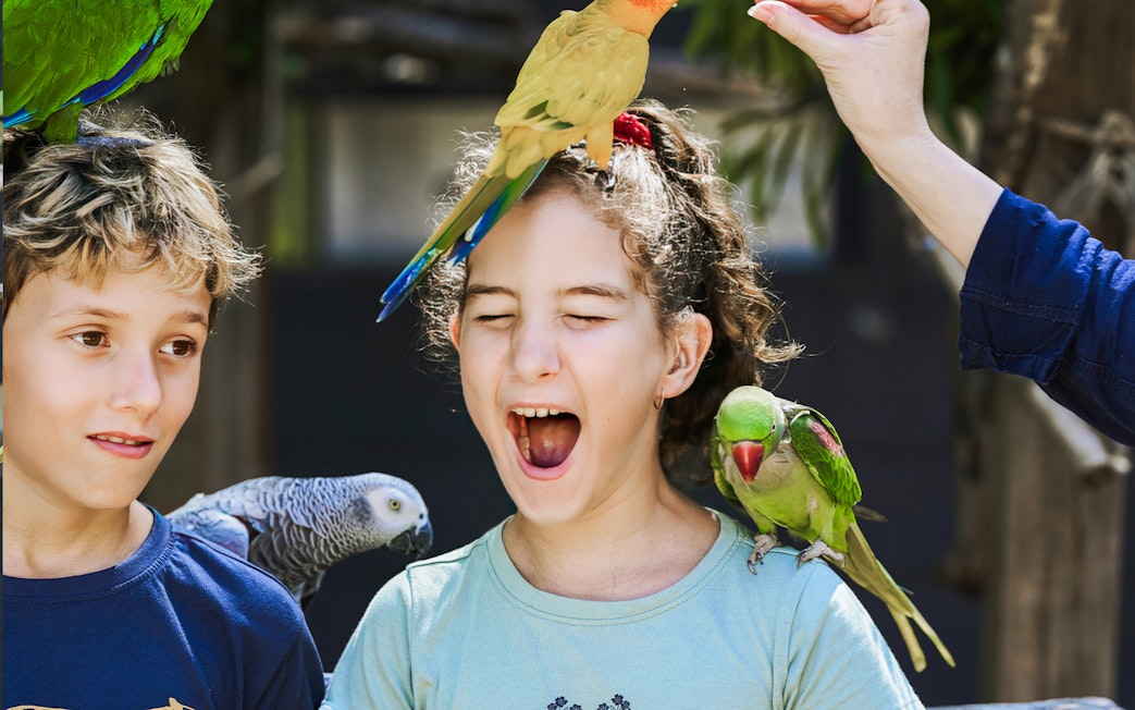 Children interacting with colorful parrots at Maleny Botanic Gardens and Bird World.