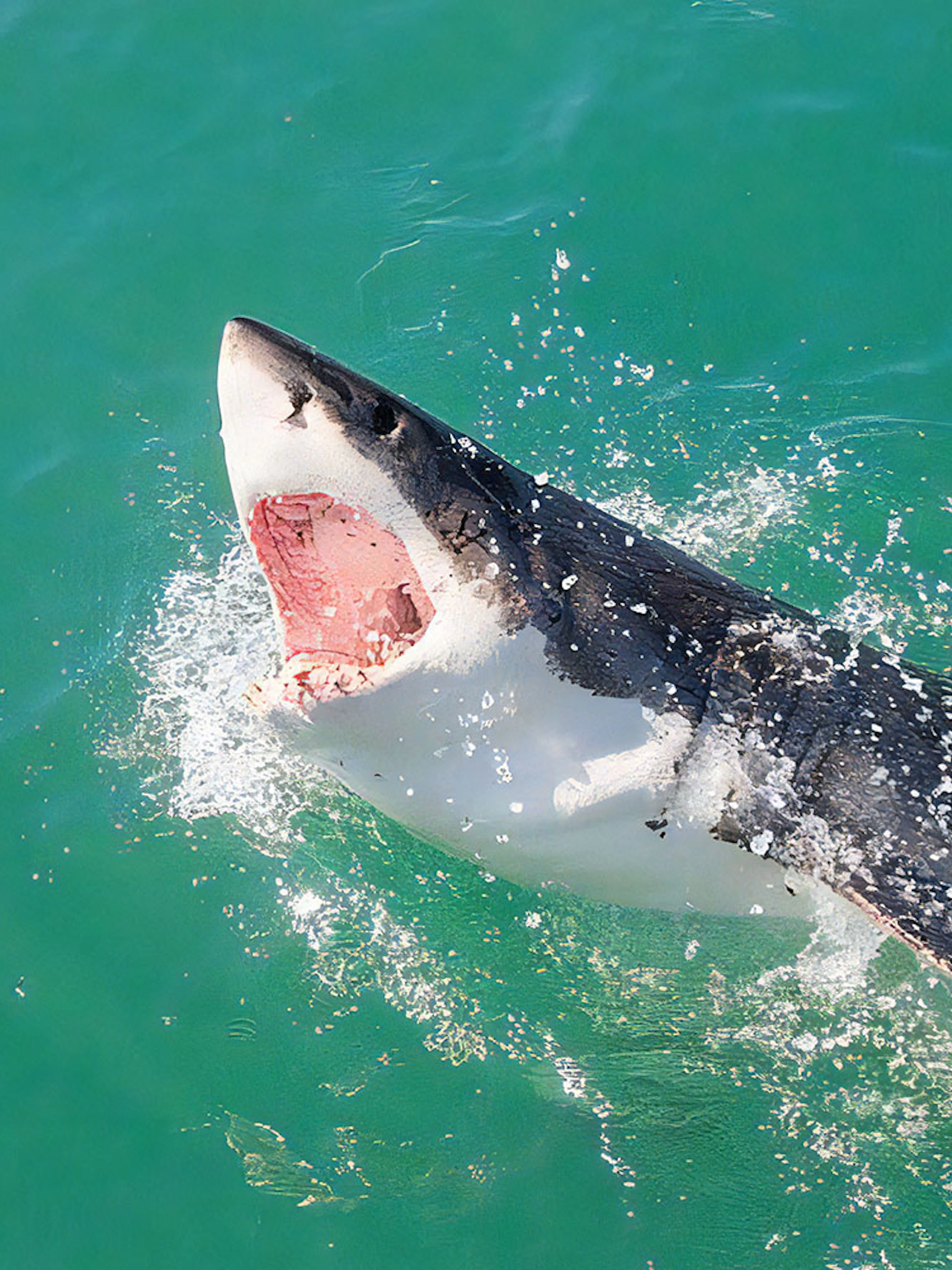 Great white shark breaching water during cage diving excursion in Gansbaai.