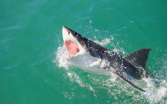 Great white shark breaching water during cage diving excursion in Gansbaai.