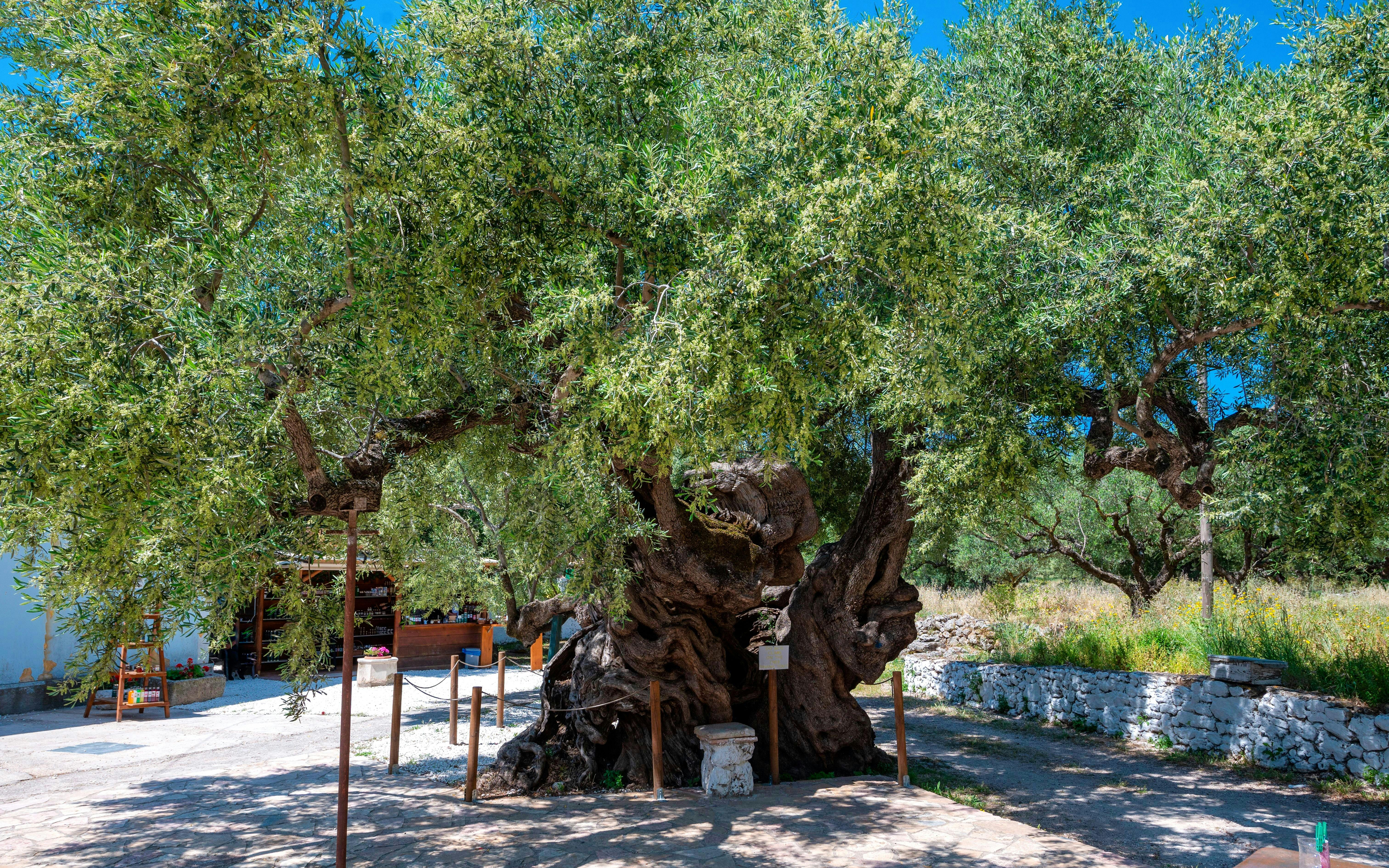 3000-year-old olive tree in Zakynthos, Greece with surrounding greenery.
