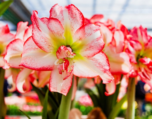Amaryllis flowers in full bloom at a botanical garden.