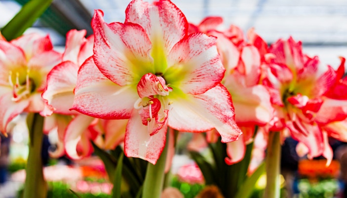 keukenhof events