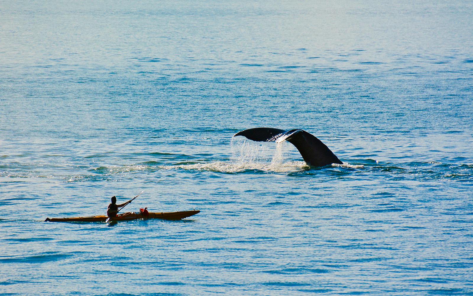 Kayaker near whale tail in Juneau waters.