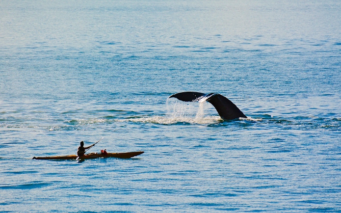 Kayaker near whale tail in Juneau waters.
