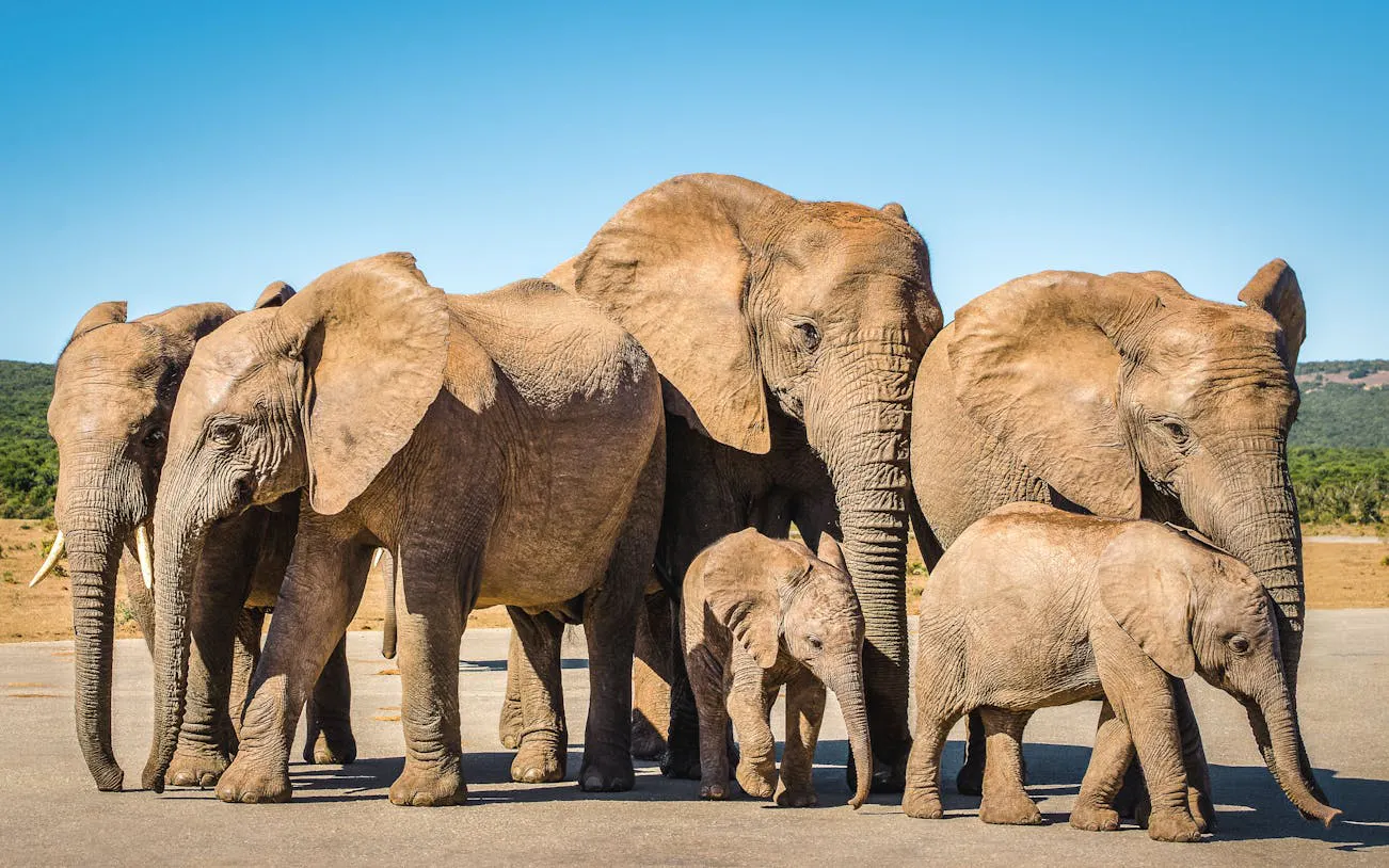 Garden Route Private Luxury Tour with 5-Star Accommodation and Big 5 Safari Image 10