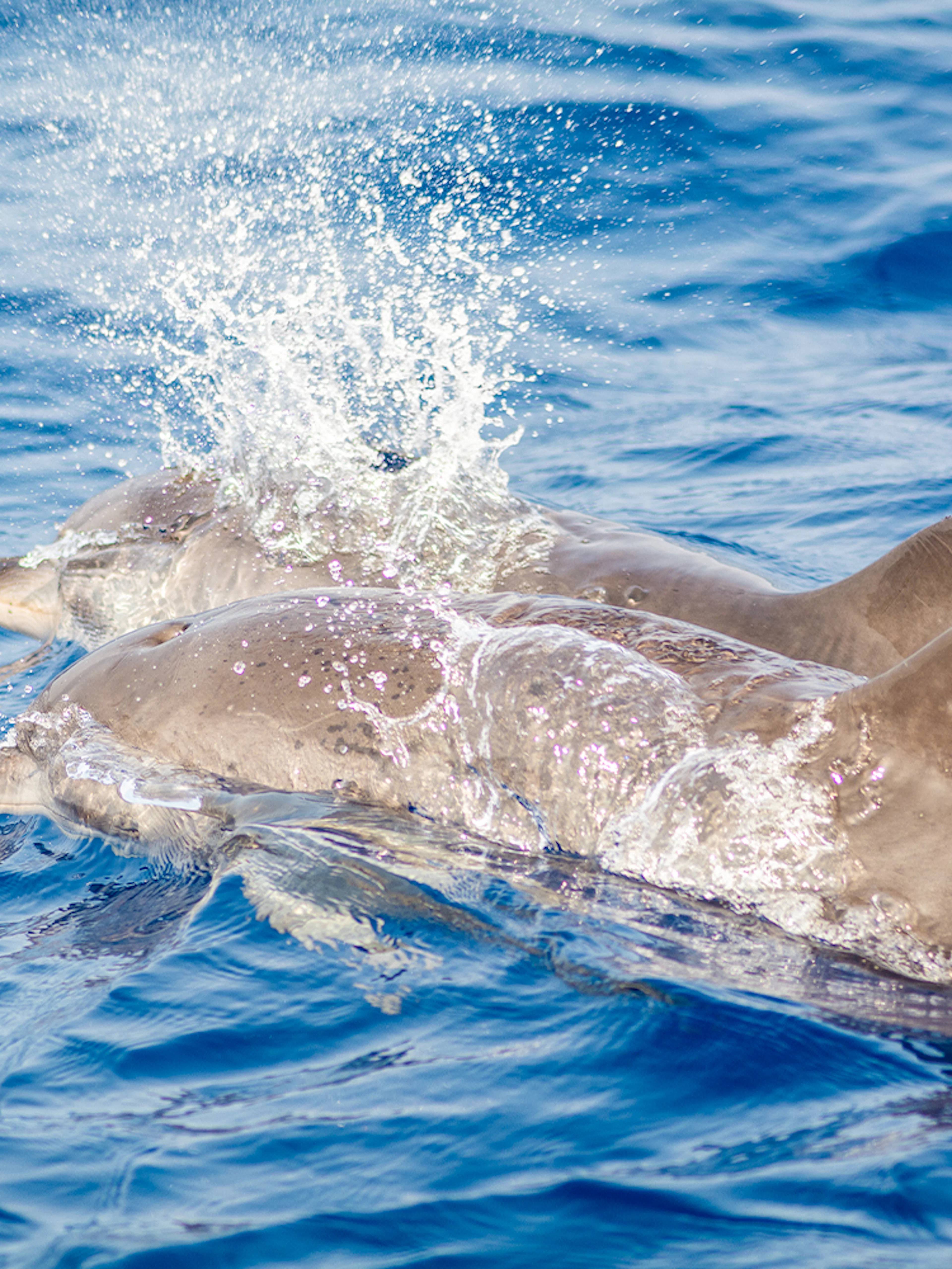 Dolphins swimming in the clear waters of Lanzarote.