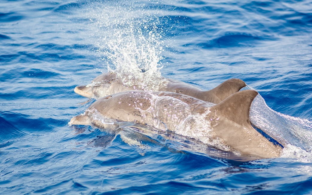Dolphins swimming in the clear waters of Lanzarote.