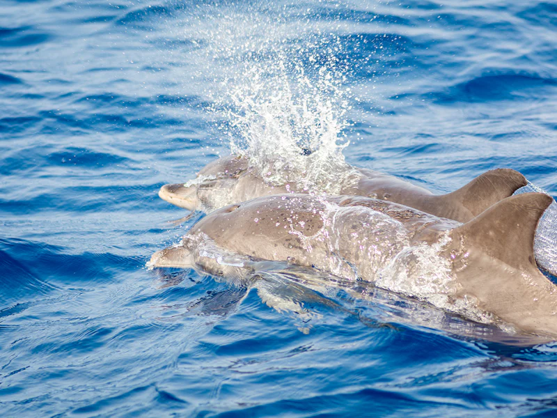 Small Group Whale And Dolphin Watching Cruise - Lanzarote