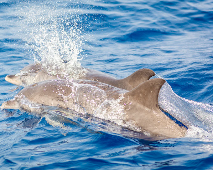 Small Group Whale & Dolphin Watching Cruise