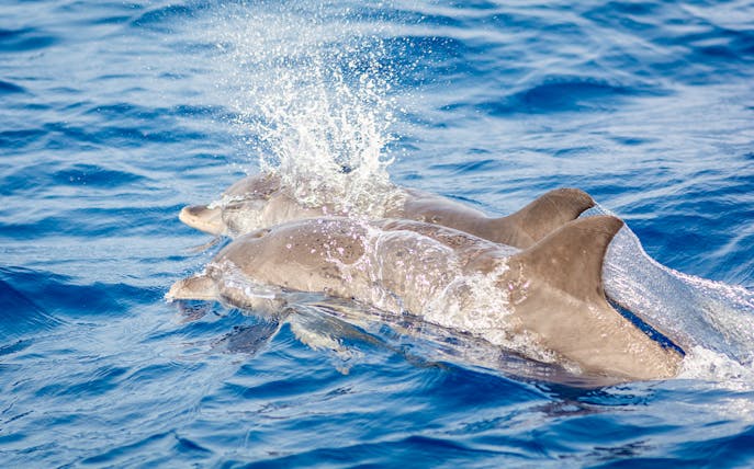 Dolphins swimming in the clear waters of Lanzarote.