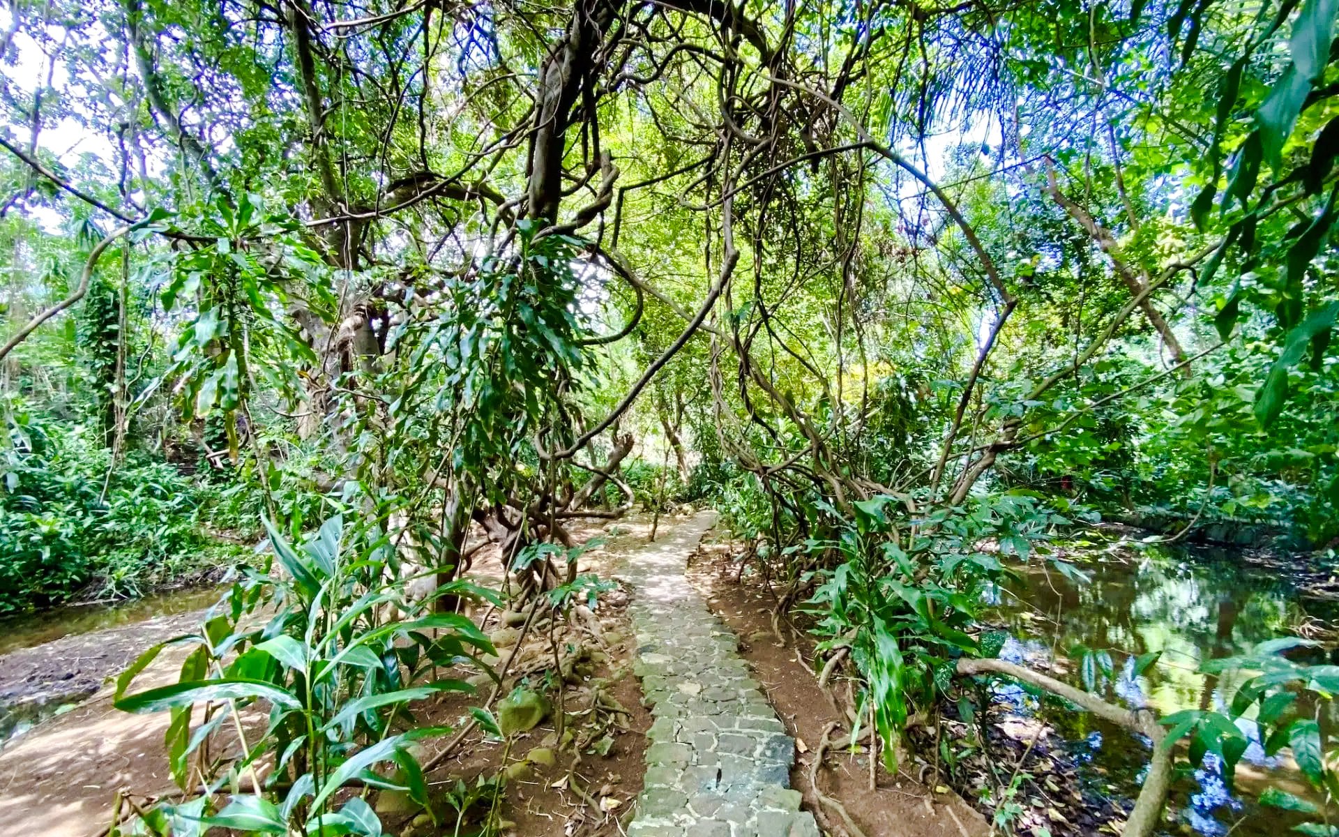 Stone path through lush forest in Black River Gorges National Park, Mauritius.