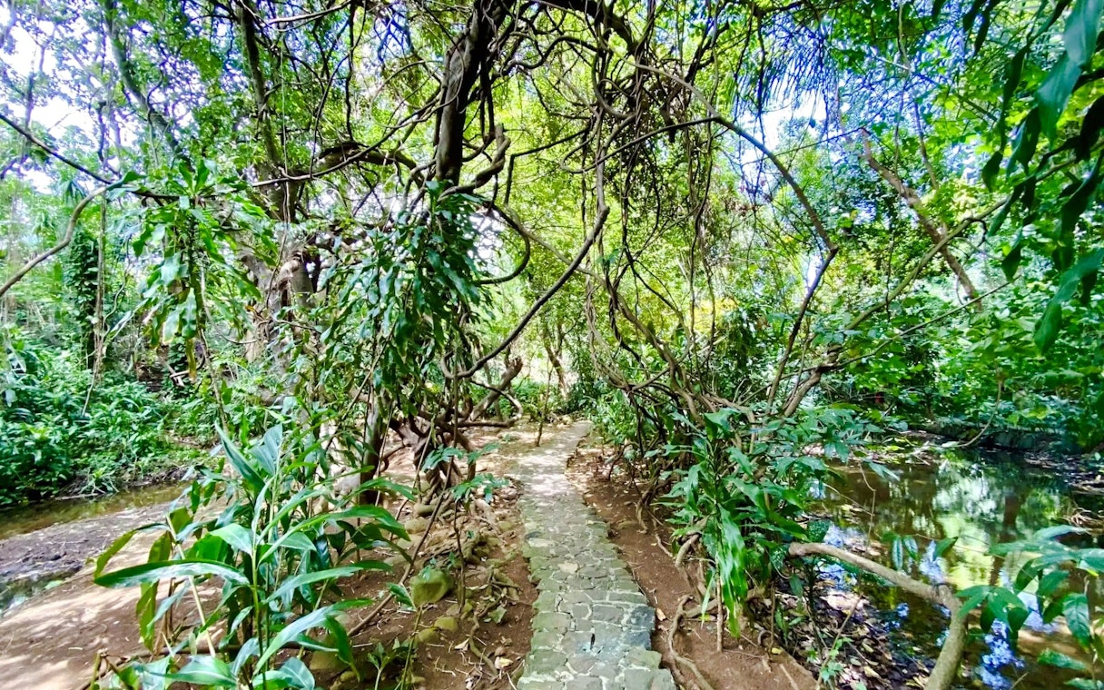 Stone path through lush forest in Black River Gorges National Park, Mauritius.