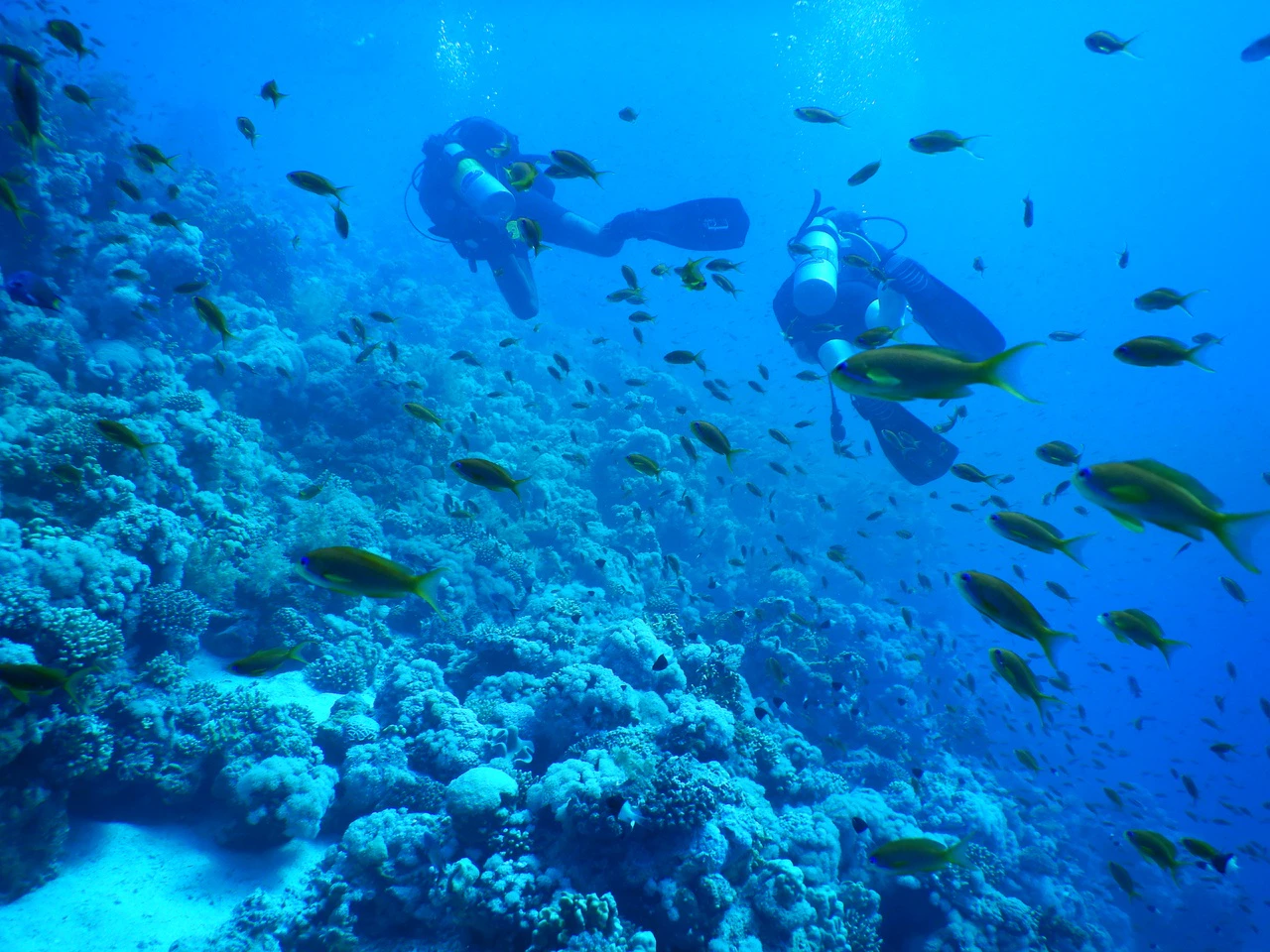 Scuba divers exploring coral reef with fish in Red Sea, Hurghada.