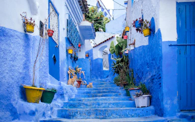 Blue alley with colorful potted plants in Chefchaouen, Morocco.