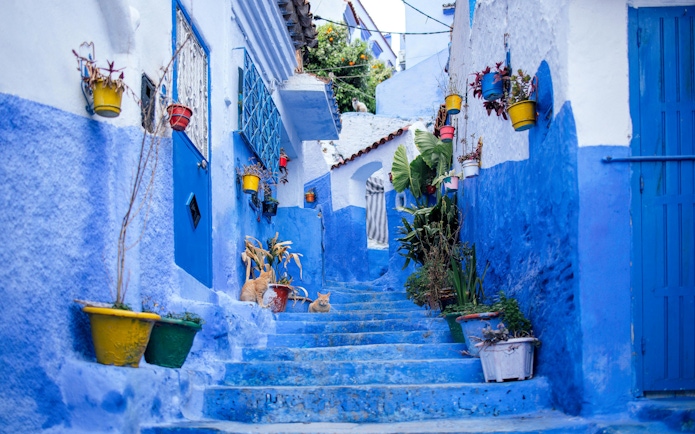 Blue alley with colorful potted plants in Chefchaouen, Morocco.