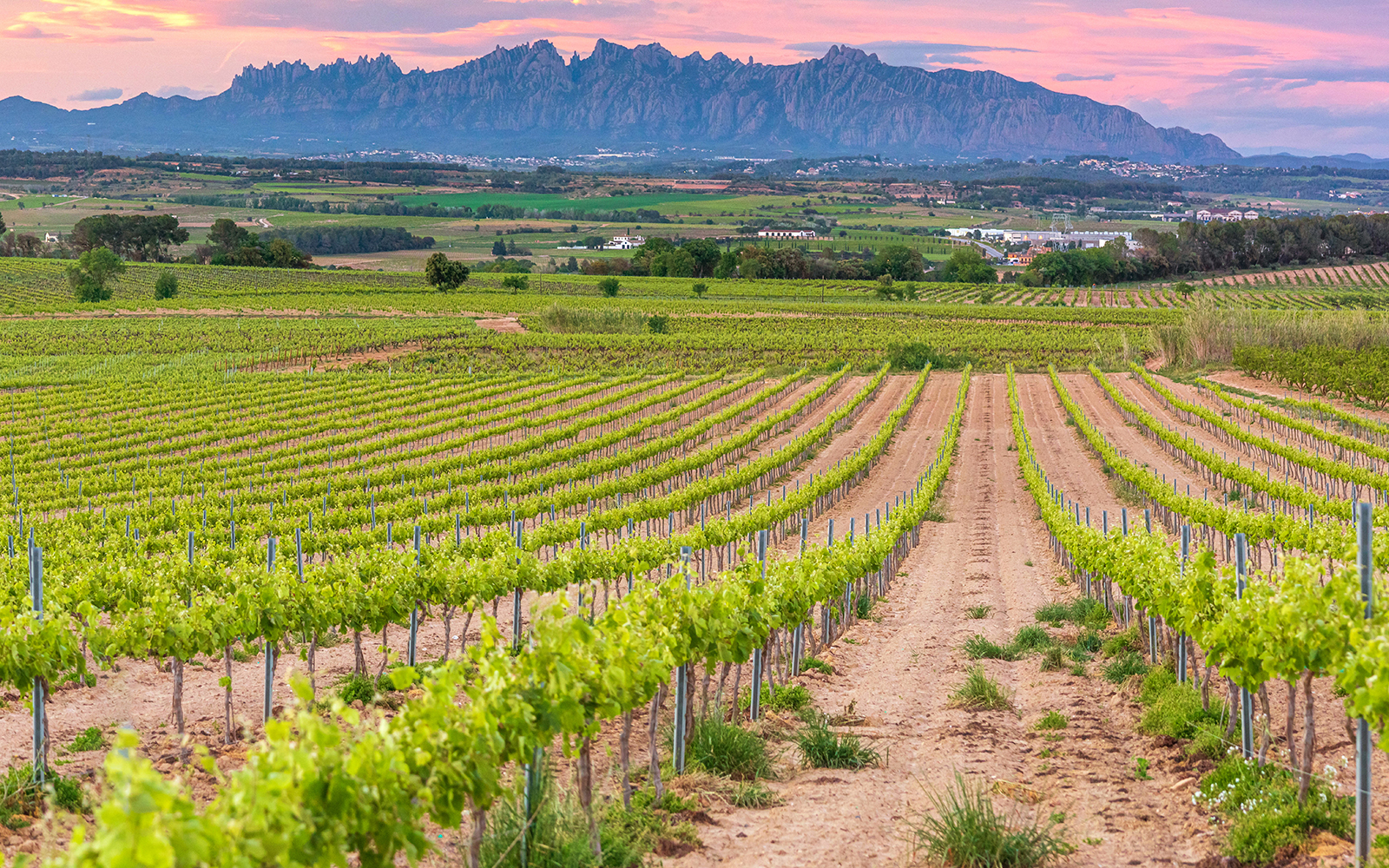 Vineyards in pendes wine region with mountains of Montserrat during summer
