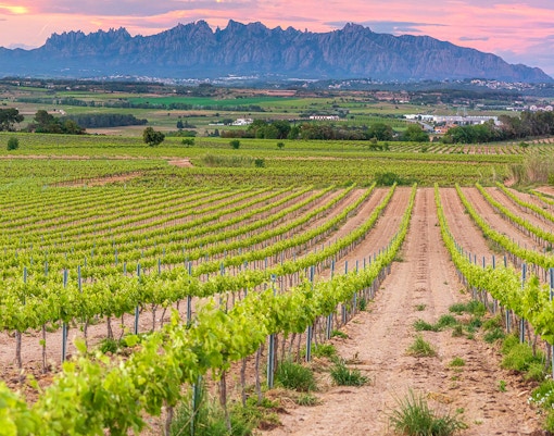 Vineyards in pendes wine region with mountains of Montserrat during summer