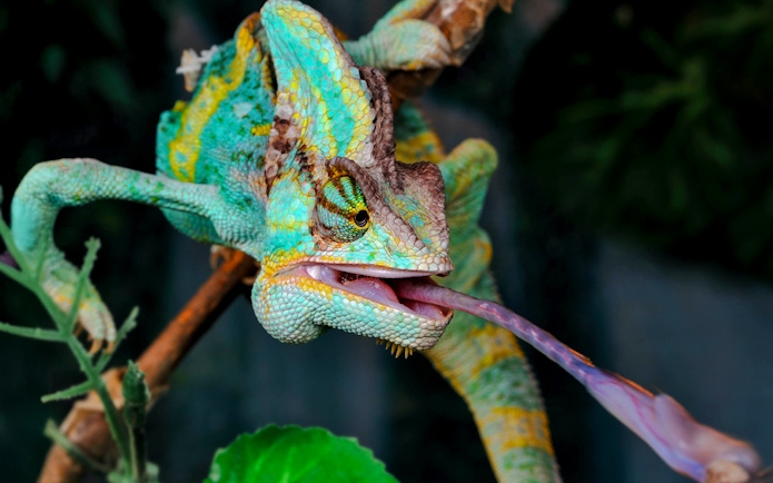 Chameleon extending tongue at Acquario di Cattolica.