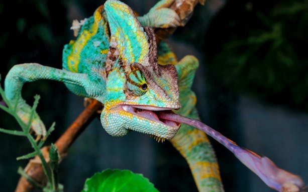 Chameleon extending tongue at Acquario di Cattolica.