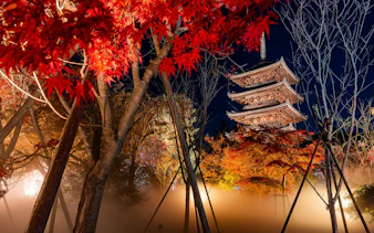 Ninna-ji Temple pagoda illuminated at night with vibrant autumn foliage in Kyoto.