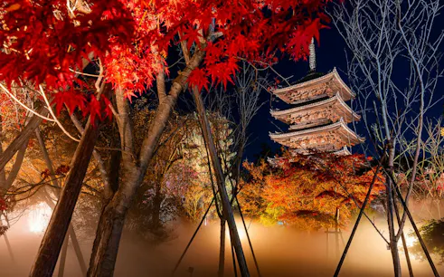 Ninna-ji Temple pagoda illuminated at night with vibrant autumn foliage in Kyoto.
