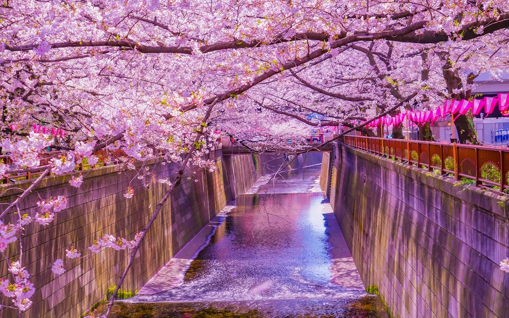 Meguro River lined with cherry blossoms in Tokyo, Japan.