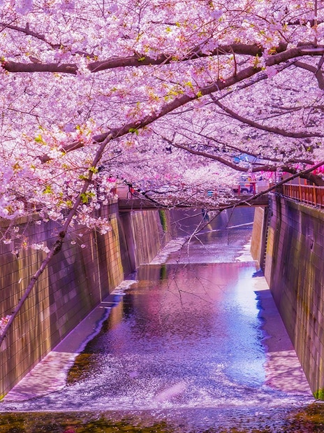 Meguro River lined with cherry blossoms in Tokyo, Japan.