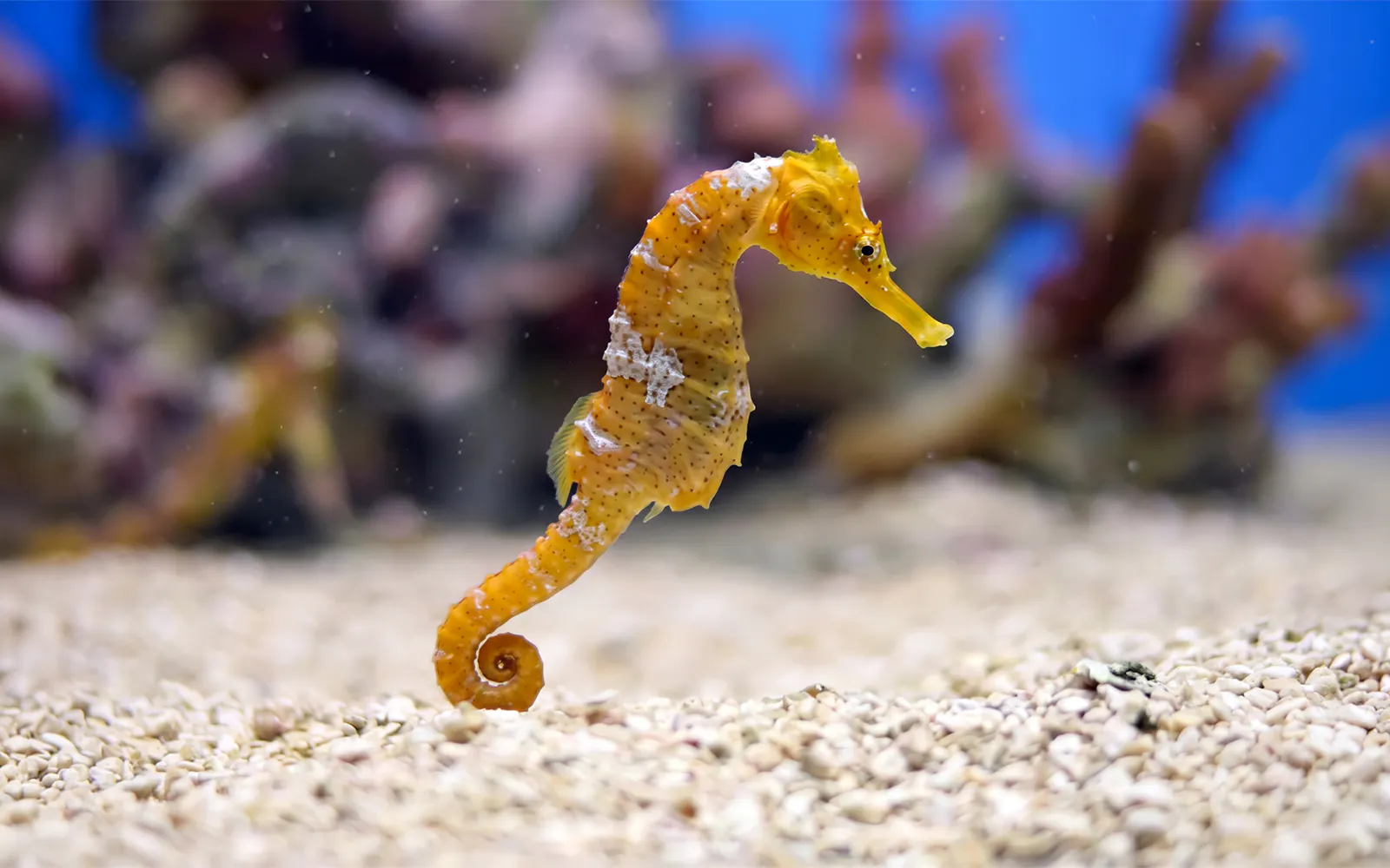Seahorse in aquarium at Sea Life New Jersey.