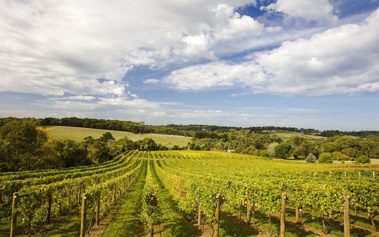 Vineyard rows at Winery David Hannah under a blue sky.