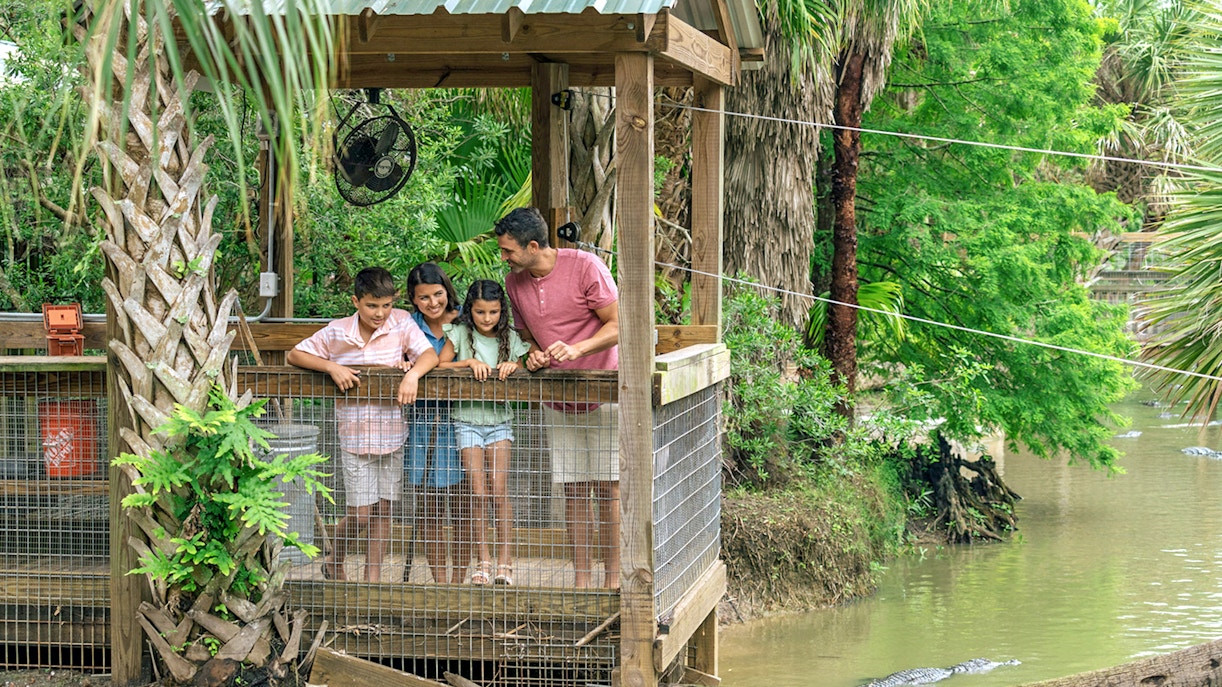 Guests observing alligators from a wooden platform in Everglades wildlife park.