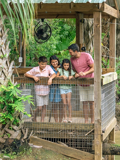 Guests observing alligators from a wooden platform in Everglades wildlife park.