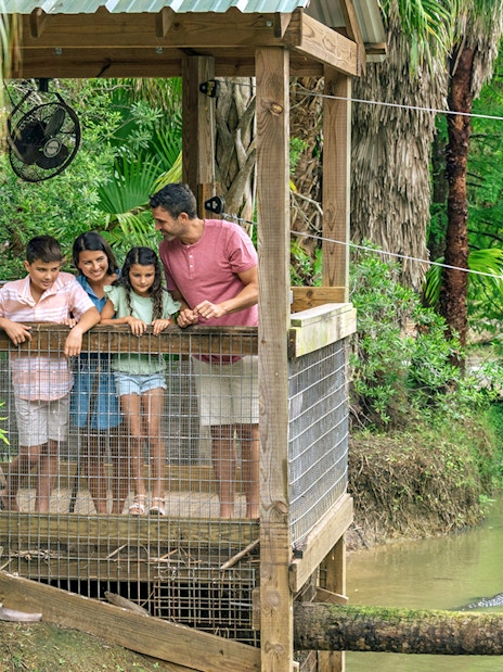 Guests observing alligators from a wooden platform in Everglades wildlife park.