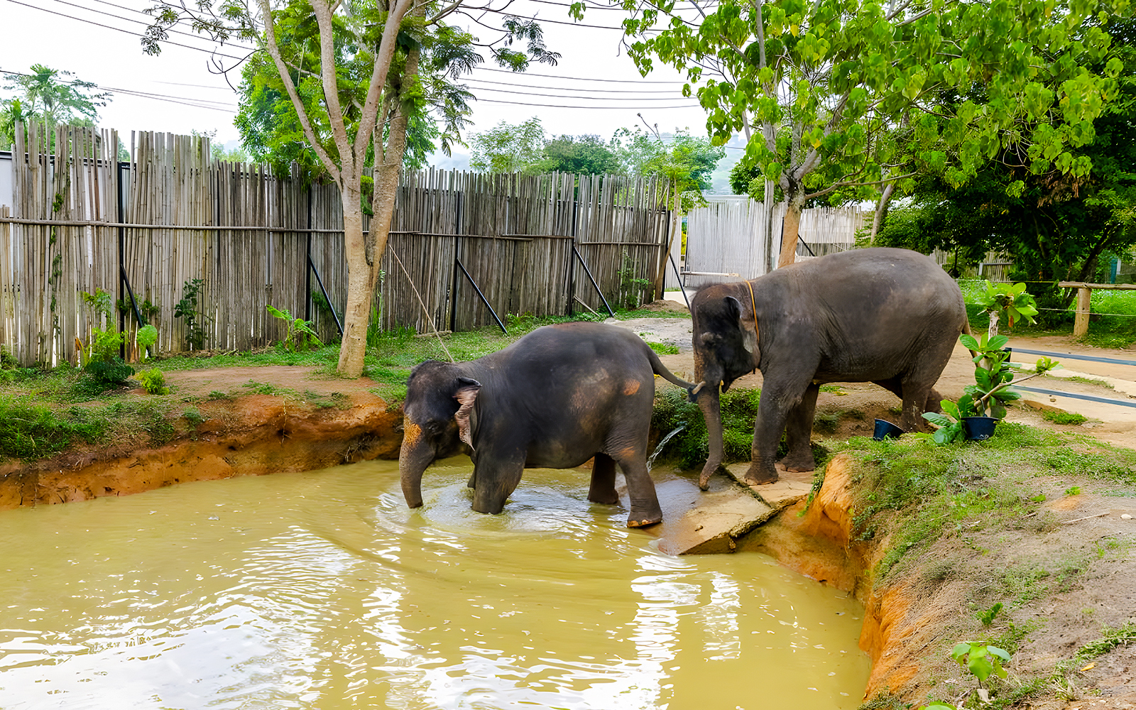 Elephants wading in a pond at an elephant sanctuary near Flying Hanuman, Thailand.