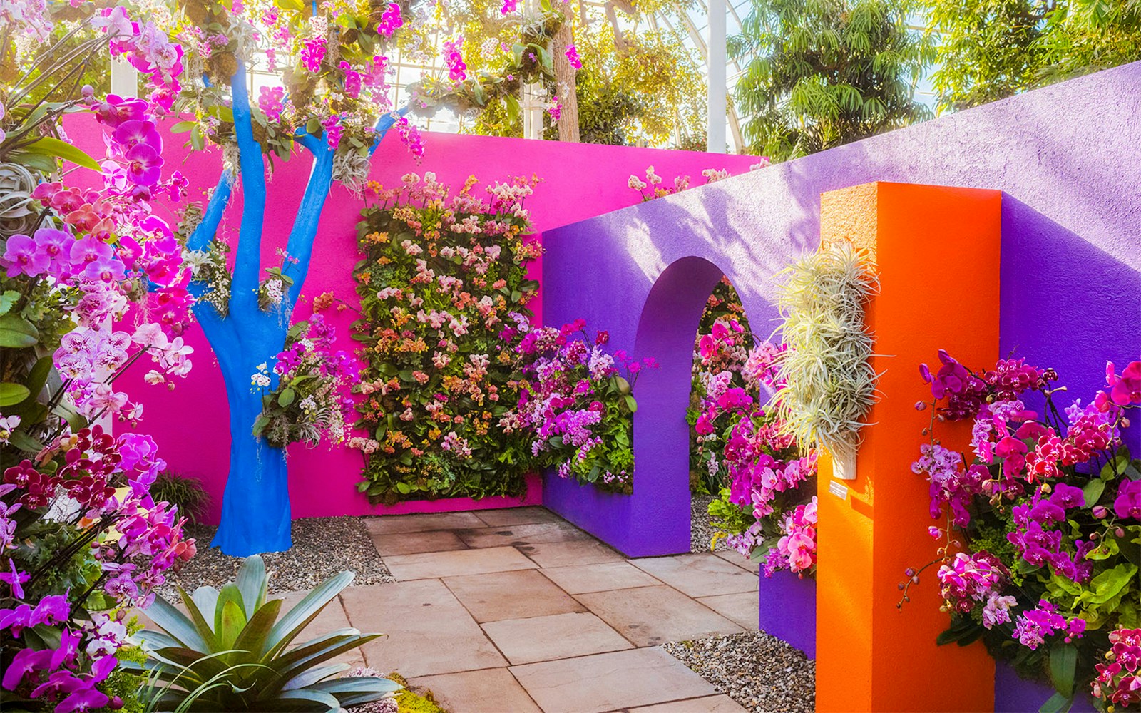 Colorful orchid display with vibrant walls at The Orchid Show: Mexican Modernism, NYBG.