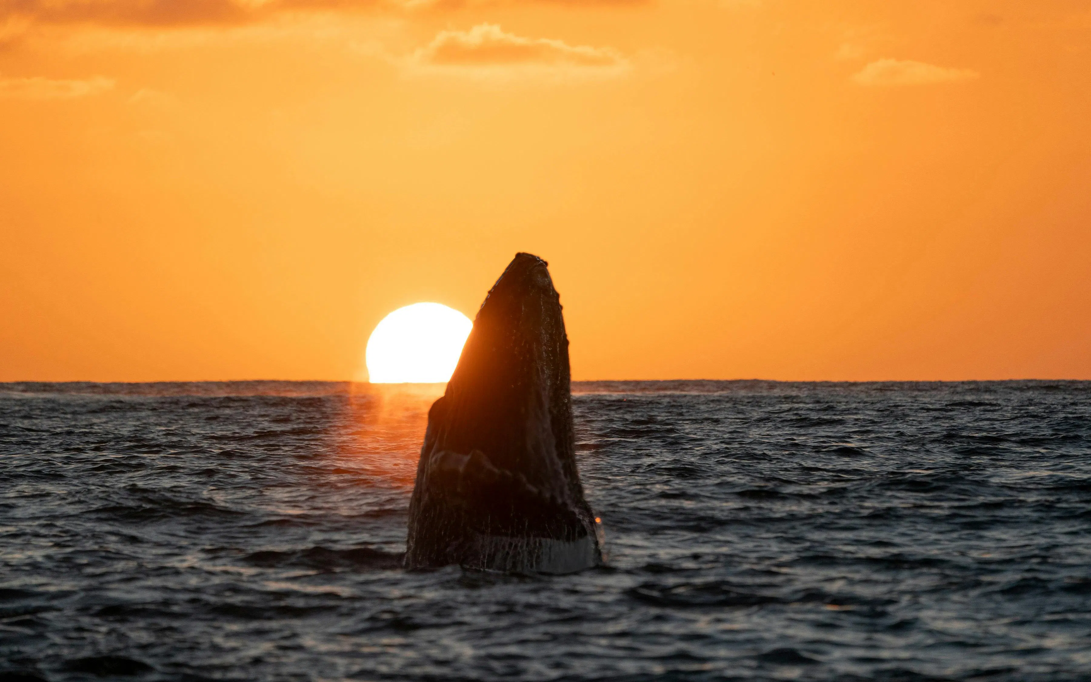 Humpback whale breaching at sunset over ocean horizon.