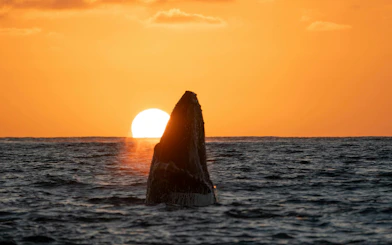 Humpback whale breaching at sunset over ocean horizon.