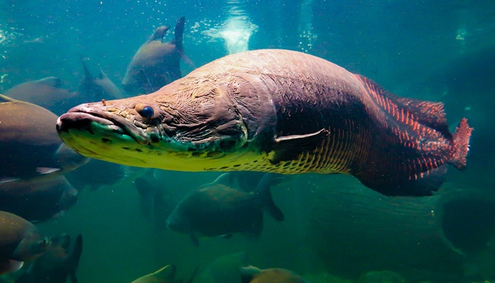 Preview Tanks in Langkawi Underwater World