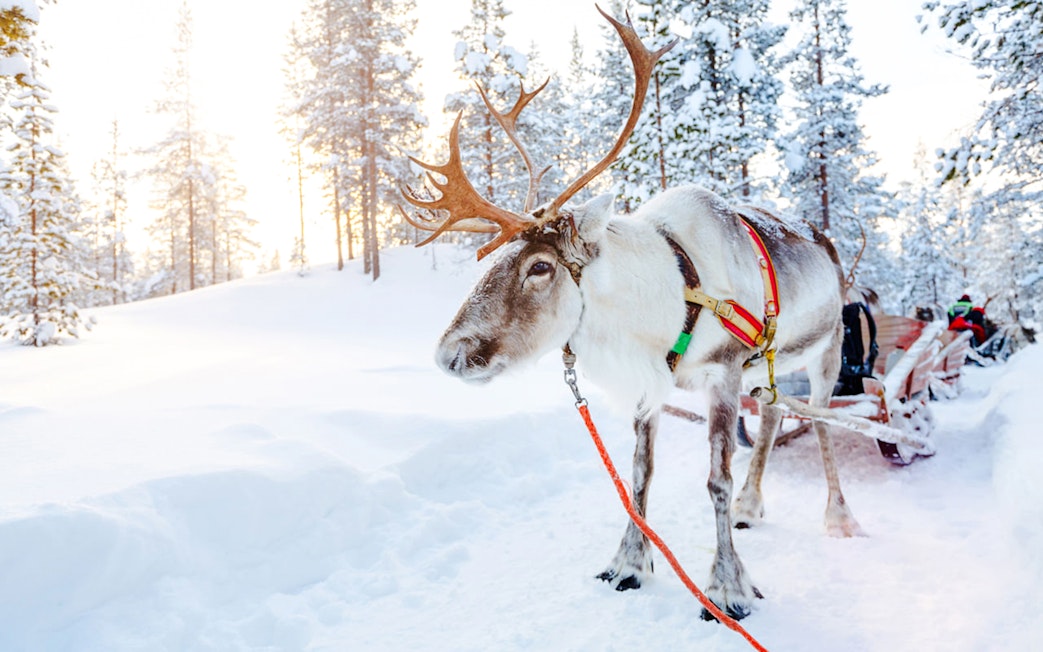Reindeer pulling a sled through snowy forest in Rovaniemi.