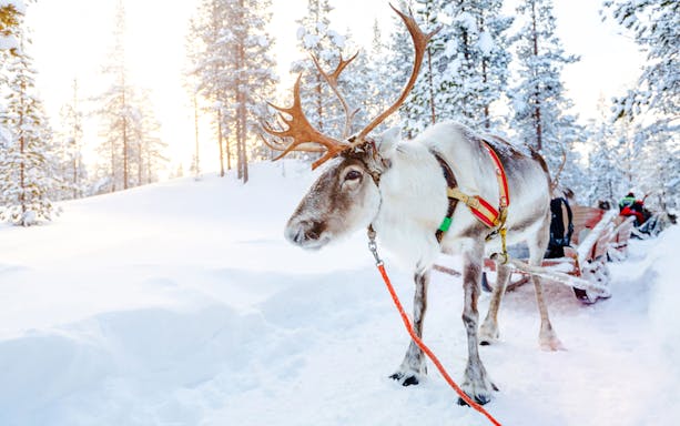 Reindeer pulling a sled through snowy forest in Rovaniemi.