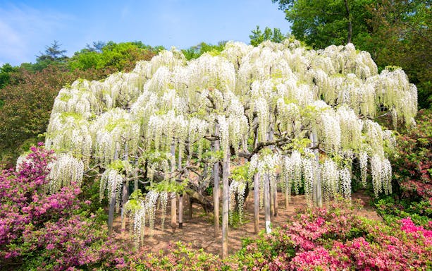 Wisteria tree in bloom at Ashikaga Flower Park, Japan.