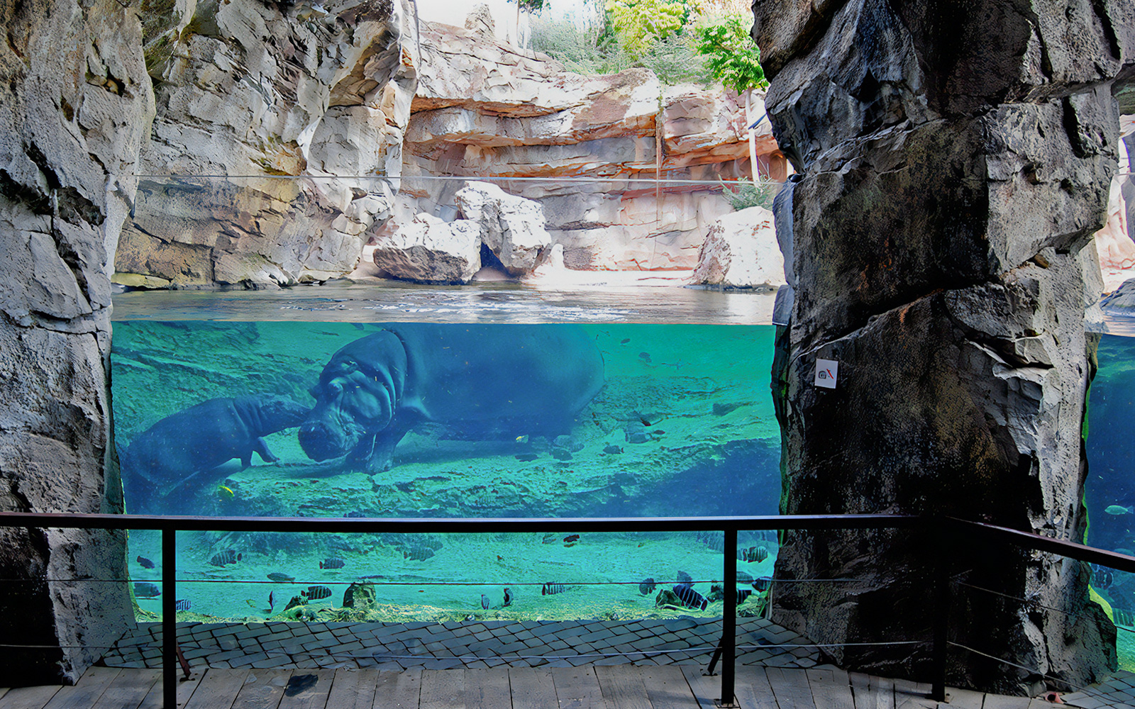 Hippos swimming in an underwater exhibit at Bioparc Valencia.