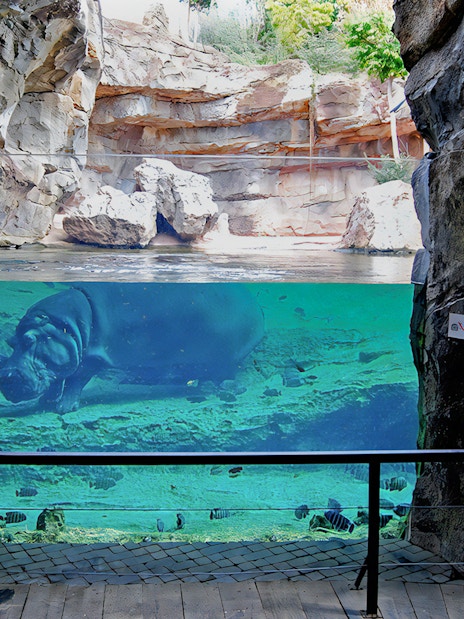 Hippos swimming in an underwater exhibit at Bioparc Valencia.
