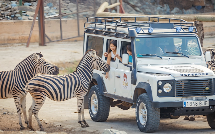 Safari vehicle with visitors feeding zebras at Selwo Aventura park, Estepona, Spain.